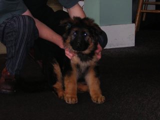 Destiny at 8 weeks old. Just came to us from Germany.